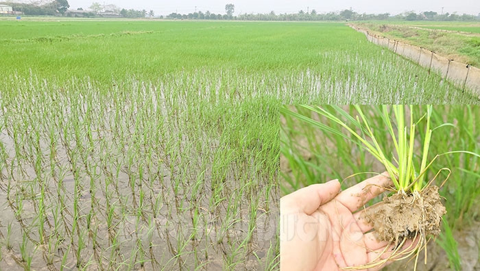 Lúa bị nhiễm mặn ở Tứ Kỳ đã hồi phục và phát triển tốt